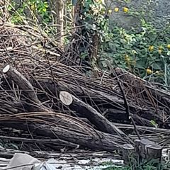 Free - Wood For Fire Or Firepit.  (storm Damaged Tree)