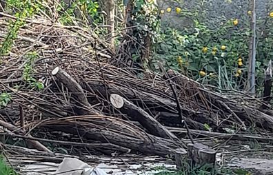 Free - Wood For Fire Or Firepit.  (storm Damaged Tree)