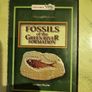 Fossils from the USA Image 9