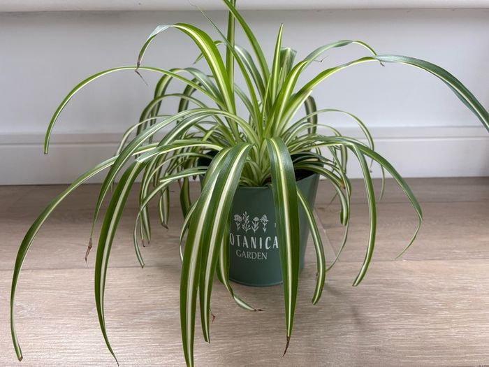 indoor plant