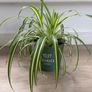indoor plant Image 2