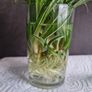 Spider plant pups Image 4