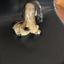 Vintage Chalkware Cocker Spaniel Figurine - Mid Century Image 4