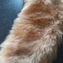 Fur Stole Image 2