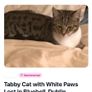 CAT.  Lost.    Tabby. And white markings . Image 2