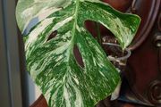 No.69 Monstera Albo