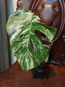 No.69 Monstera Albo