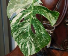 No.69 Monstera Albo