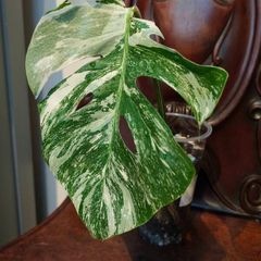 No.69 Monstera Albo