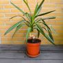 Yucca Indoor Plant Image 4