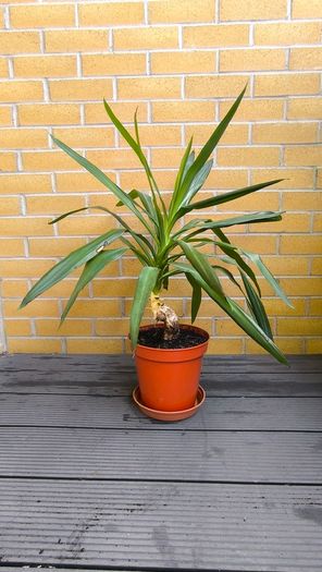 Yucca Indoor Plant