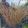 Tall grasses Image 2
