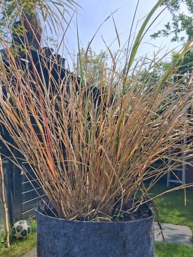 Tall grasses