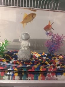 Goldfish Adoption