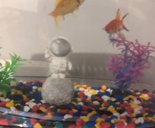Goldfish Adoption