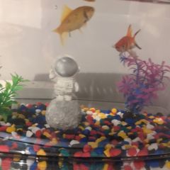 Goldfish Adoption
