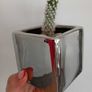 Cactus plant Image 2