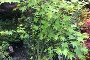 Japanese Acer