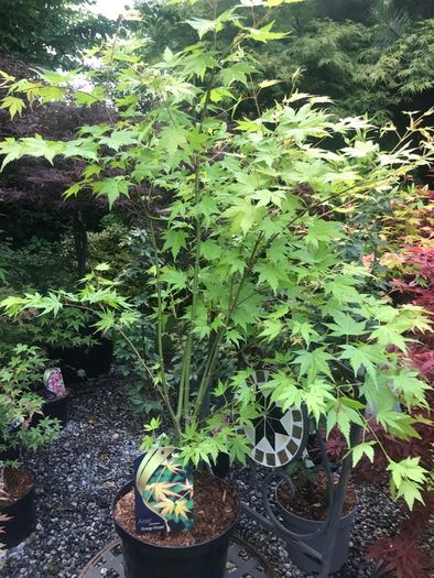 Japanese Acer