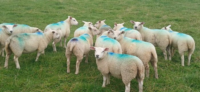 Organic ewe lambs