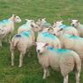 Organic ewe lambs Image 4