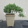 Bonsai Juniperus Image 6