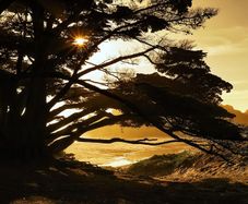 Wallpaper 400x280cm