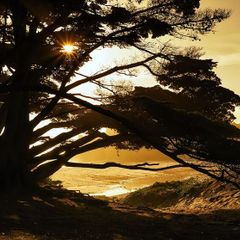 Wallpaper 400x280cm