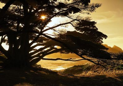 Wallpaper 400x280cm