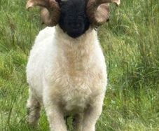 Pb reg valais blacknose ram