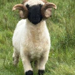 Pb reg valais blacknose ram