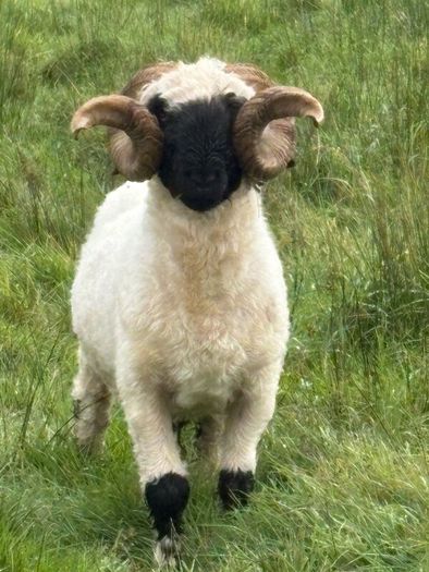 Pb reg valais blacknose ram
