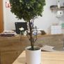 Collection of fake plants and pots Image 4