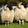 Perth / Scotch Blackface Ram Lambs Image 4