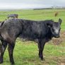 Show/breeding heifer Image 7