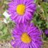 cirvineomeara