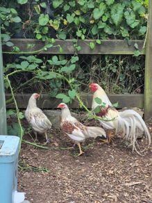 Show quality yokohama hatching eggs