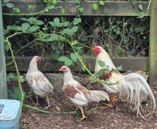 Show quality yokohama hatching eggs