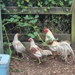 Show quality yokohama hatching eggs