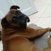 dutchrocco