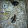 Day old chicks Image 2