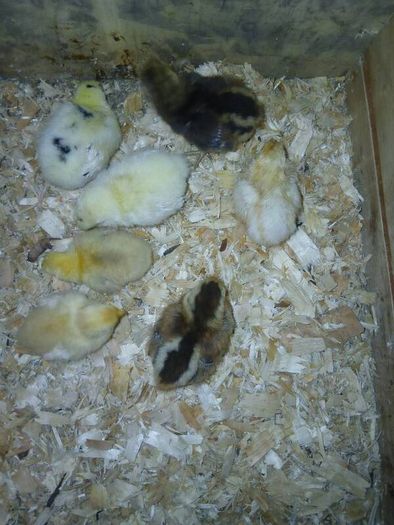 Day old chicks