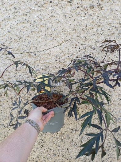Large tropical plant bundle