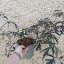 Plant Bundle 20+ plants end of season sale!!!! Image 10