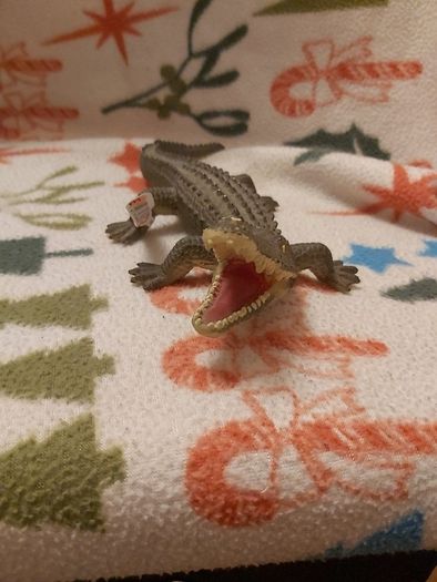 Alligator Vintage (N1606)