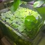 Water lettuce for fish tank/aquarium Image 2