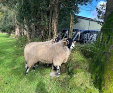 Swale hogget rams for sale