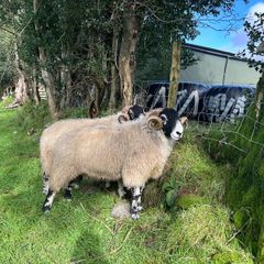 Swale hogget rams for sale