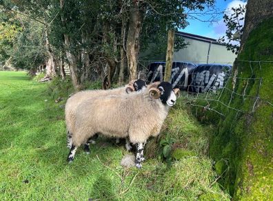 Swale hogget rams for sale