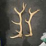 Deer Antlers Image 4